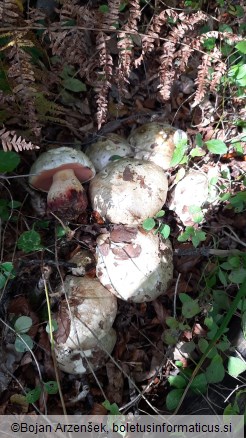 Boletus satanas