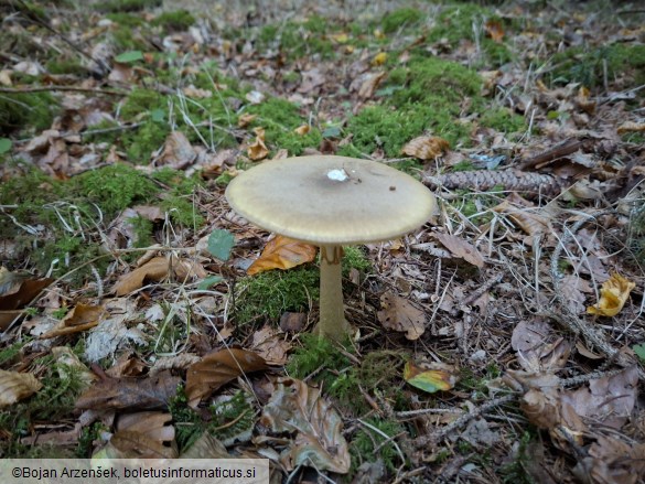 Amanita phalloides