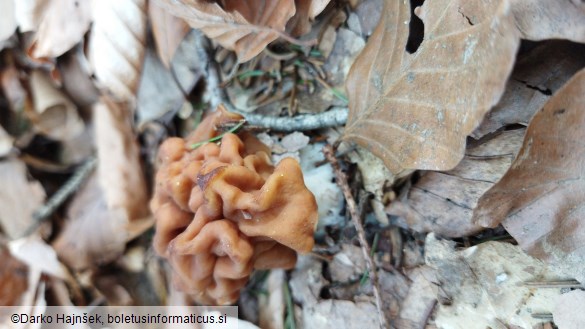 Gyromitra esculenta