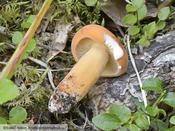 Lactarius volemus