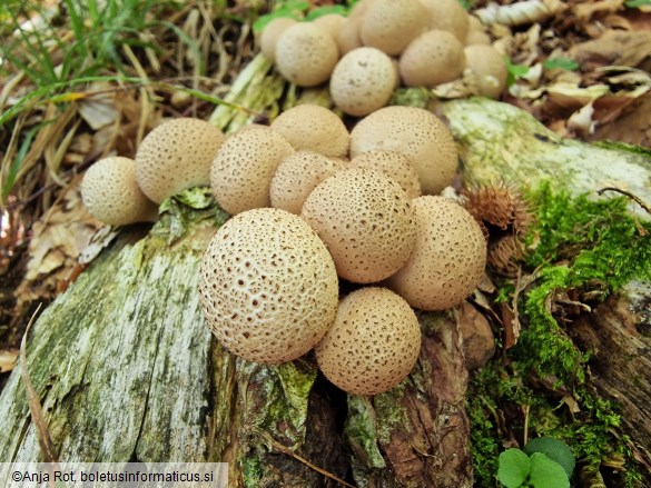 Apioperdon pyriforme