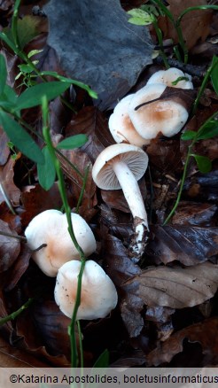 Hygrophorus lindtneri