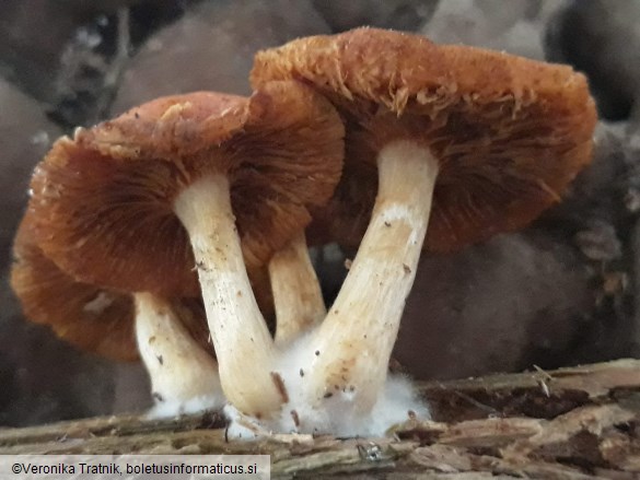 Gymnopilus sapineus