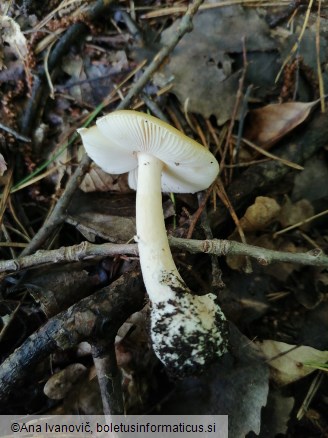 Amanita gemmata