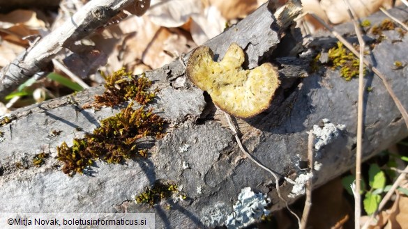 Bjerkandera adusta