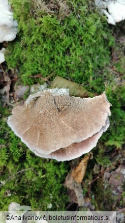 Trichaptum biforme