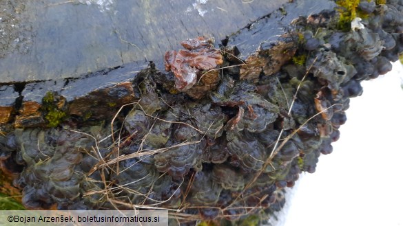 Auricularia mesenterica