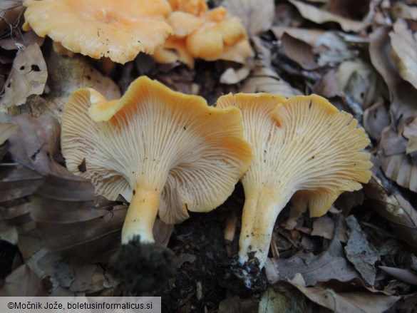 Cantharellus friesii