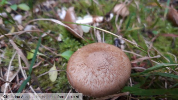 Inocybe