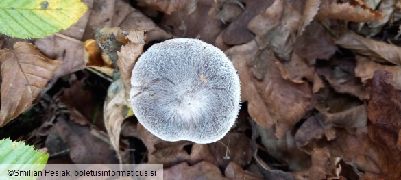 Tricholoma terreum