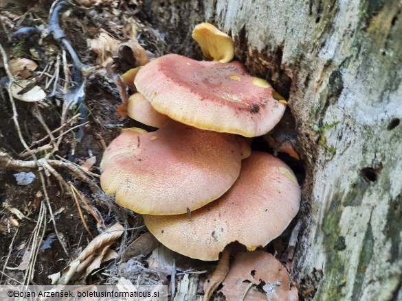 Tricholomopsis rutilans