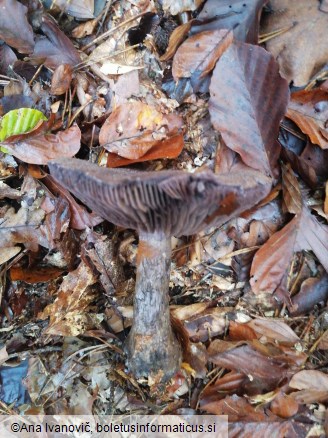 Cortinarius violaceus