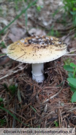 Amanita gemmata