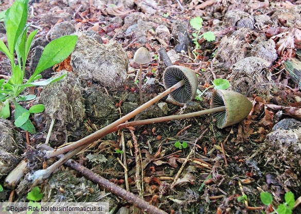 Panaeolus papilionaceus