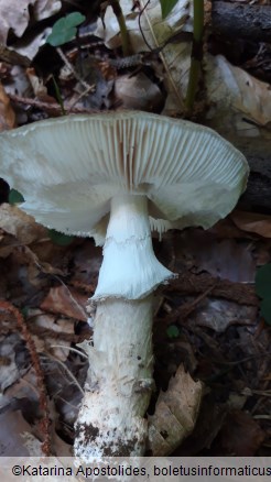 Amanita excelsa