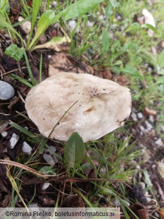 Suillus viscidus