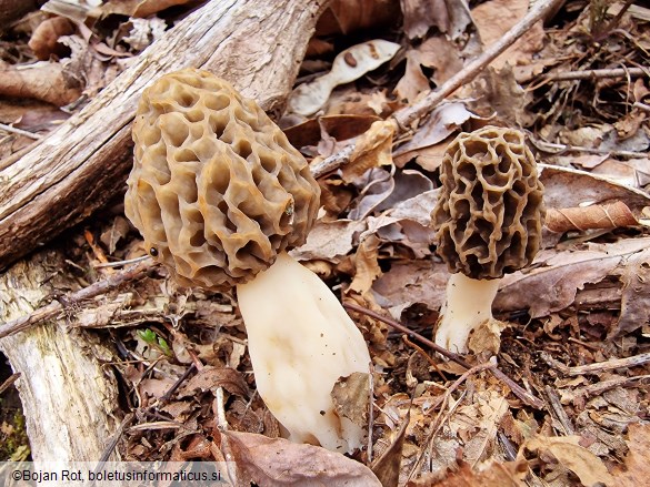 Morchella esculenta