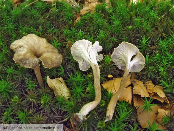 Pseudocraterellus undulatus