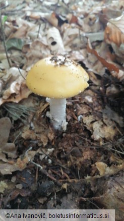 Amanita gemmata