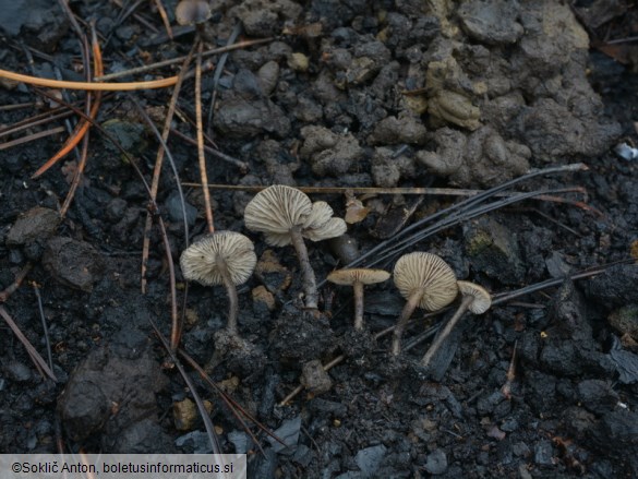 Tephrocybe atrata