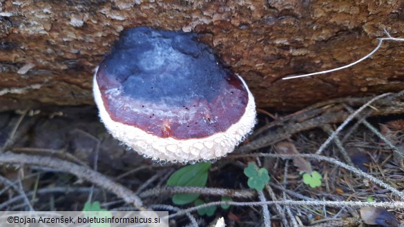 Fomitopsis pinicola