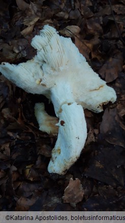 Russula vesca