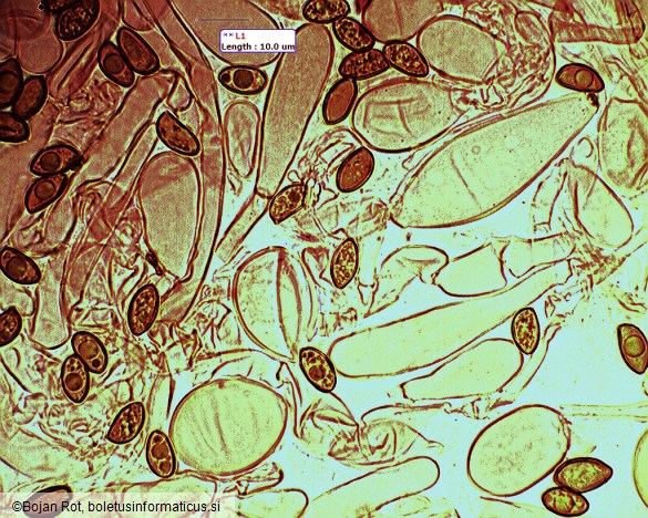 Inocybe fuscidula