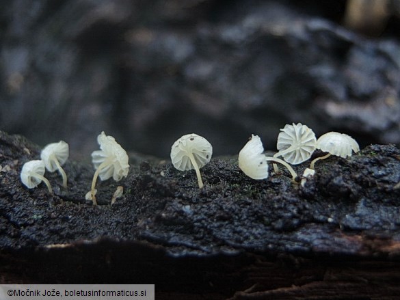 Mycena alba