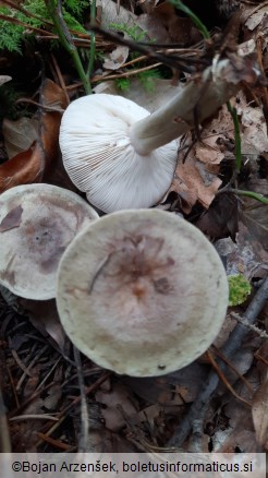 Lactarius blennius