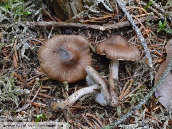 Inocybe napipes