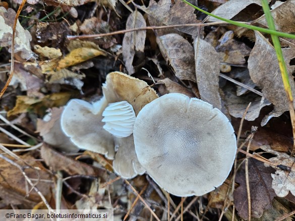 Hygrophorus agathosmus