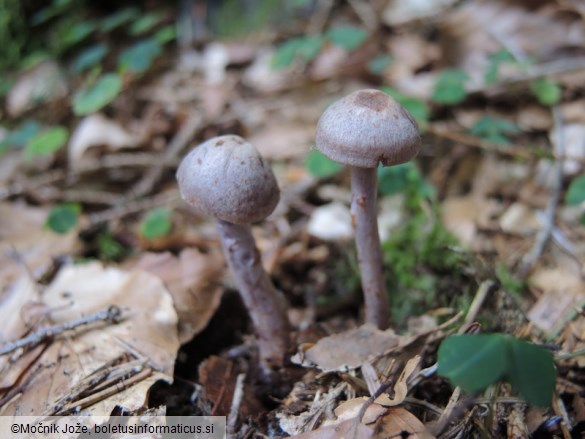 Cortinarius anomalus