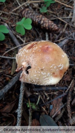 Amanita rubescens