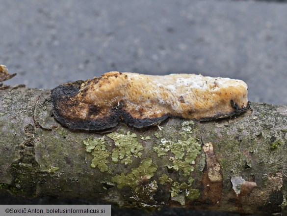 Dichomitus campestris