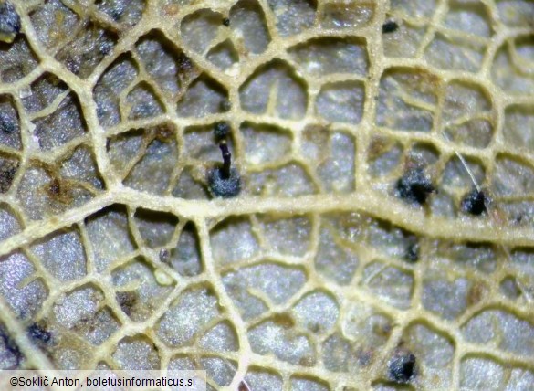 Apiognomonia hystrix