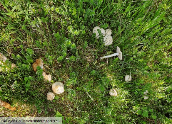 Entoloma sepium