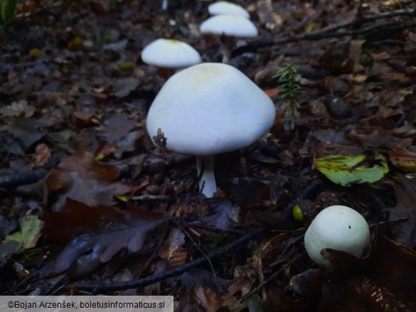 Agaricus abruptibulbus