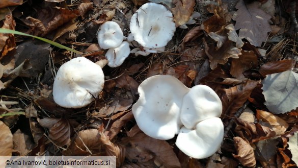 Hygrophorus eburneus