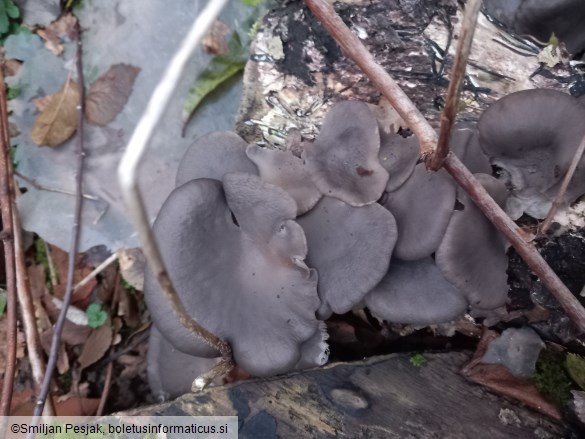 Pleurotus ostreatus