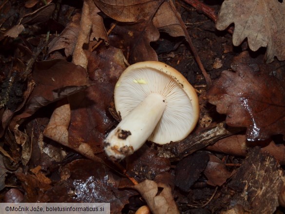 Lactarius chrysorrheus