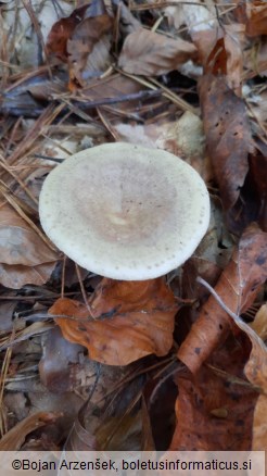 Lactarius blennius