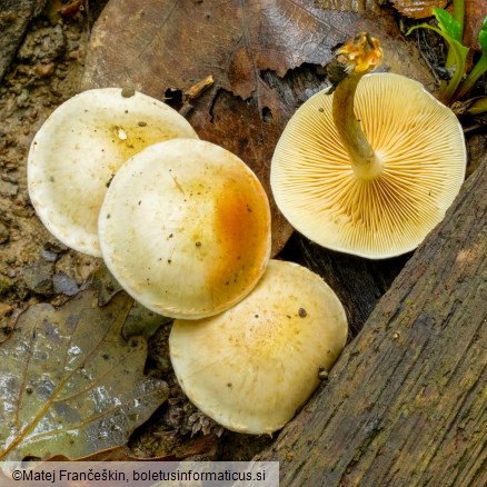 Pholiota gummosa