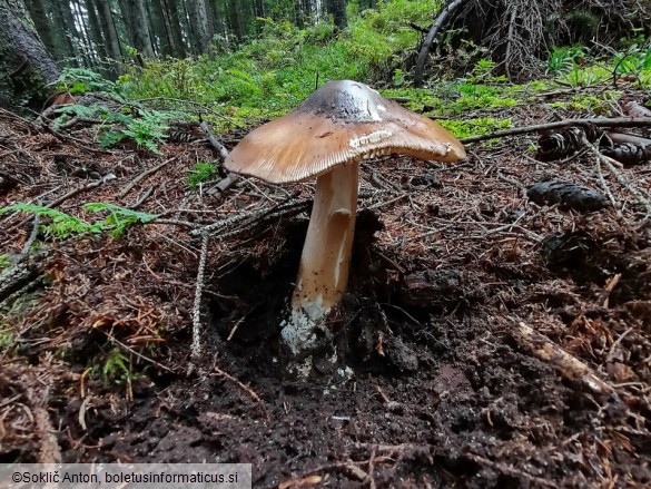 Amanita spadicea