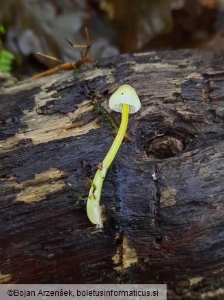 Mycena viscosa