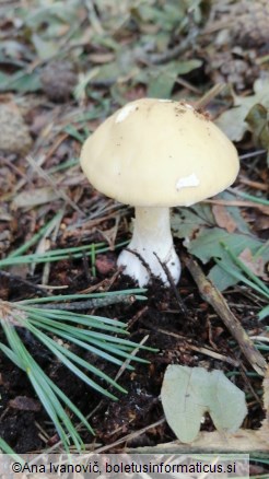 Amanita gemmata