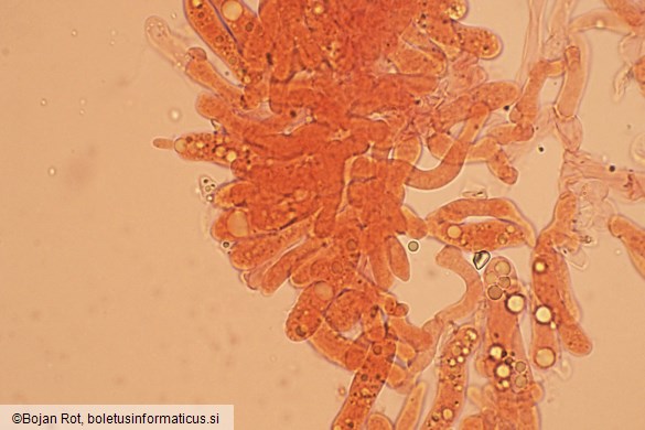 Atractosporocybe inornata