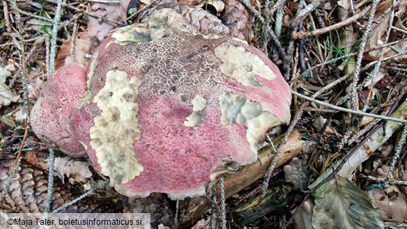 Rubroboletus rubrosanguineus