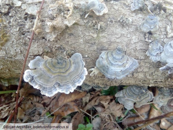 Trametes versicolor