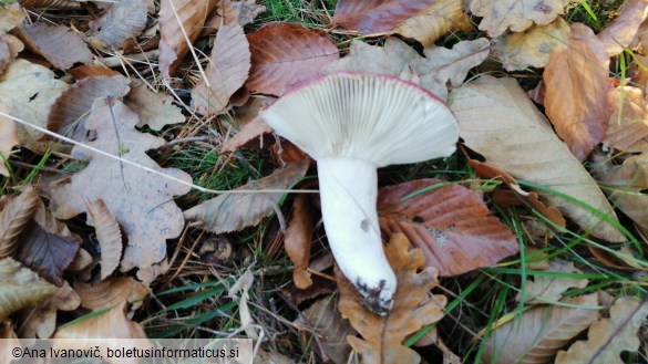 Russula romellii