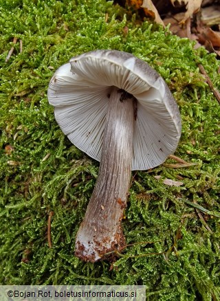 Pluteus pouzarianus